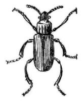 Lyctus canaliculé, ancien gravure. photo