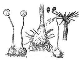 fructification dispositif périthèce de le champignon, ancien gravure. photo