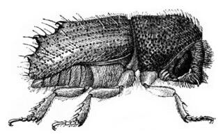 tomicus chalcographe, ancien gravure. photo