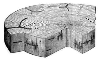 bois arbre machine à laver attaque par linéat Tomicus, ancien gravure. photo