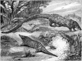 le les pangolins, ancien gravure. photo