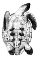 testudo imbriqué, caret vu de dessous, ancien gravure. photo