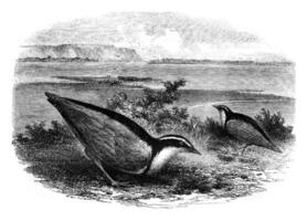 le trochile, charadrius aegyptus, ancien gravure. photo