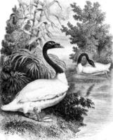 jardin de acclimatation, le col noir cygne, ancien gravure. photo