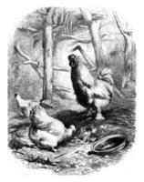 coq et les poules nègre course, ancien gravure. photo