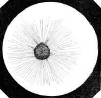 actinophrys soleil, actinophrys sol, agrandie 250 fois, ancien gravure. photo