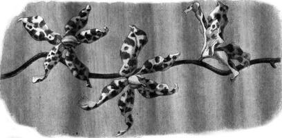 orchidée, fleurs renanthère lowii, ancien gravure. photo