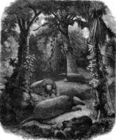 le priodonte géant tatou et grand forêt, ancien gravure. photo