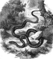 serpent piqueur ou coronale dire, ancien gravure. photo