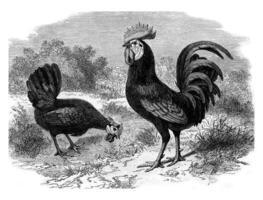 coq et poule andalou, ancien gravure. photo