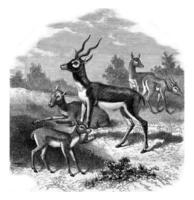 le antilope de Inde, ou à bézoard antilope, ancien gravure. photo