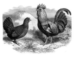 coq et poule docking, ancien gravure. photo