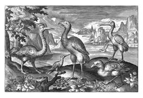 cinq des oiseaux comprenant les spatules, Nicolas de bruyn photo