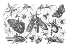 insectes, Jacob hoefnagel, après Joris hoefnagel, 1630 photo