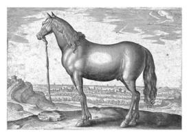 cheval de thessalie photo