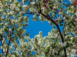 fleurs de pommier en avril à redmond ou photo