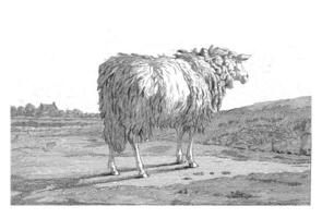 mouton dans une paysage photo
