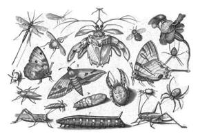 insectes, Jacob hoefnagel, après Joris hoefnagel, 1630 photo