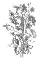 bouquet de jonquille et liseron, jean Jacques avril je, après jean baptiste monnoyer, 1754 - 1794 photo