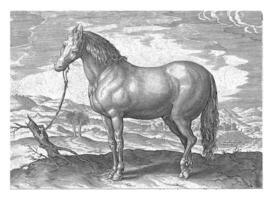 cheval de Turquie, hendrik goltzius attribué pour, après Jan van der rue, c. 1578 - c. 1582 photo