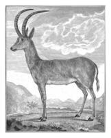 Steenbok, barent de boulanger, après monogrammiste Jn, 1762 - 1804 photo