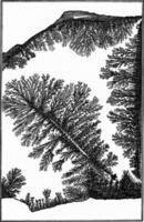 apparent plante fossiles, les dendrites, ancien gravure. photo