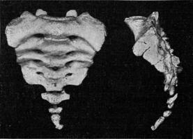 Humain sacrum avec vestige de le caudal colonne vertébrale, ancien gravure. photo