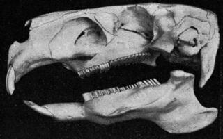 squelette de le tête de une gros rongeur, ancien gravure. photo
