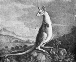 kangourou de le dessin de capitaine cuisinier qui découvert il, ancien gravure. photo