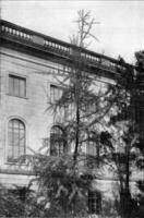 ginkgo biloba dans de face de le Université de Berlin, ancien gravure. photo