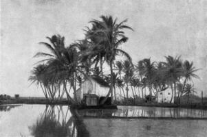 groupe de paume des arbres dans hawaïen îles, ancien gravure. photo