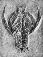 Éryon speciosus, écrevisse de Solehofen lithographique schiste, ancien gravure. photo