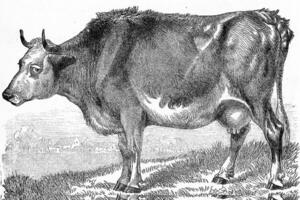 le vache, bos Taureau, ancien gravure. photo