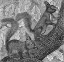 le écureuil, sciurus vulgaire, ancien gravure. photo