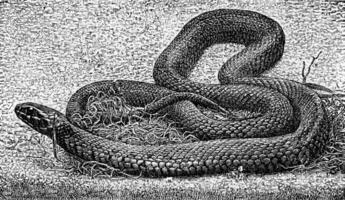 le herbe serpent, ancien gravure. photo