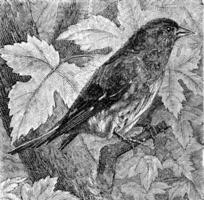 le siskin, ancien gravure. photo