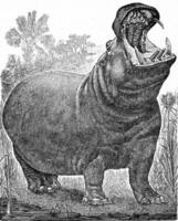 le hippopotame, ancien gravure. photo