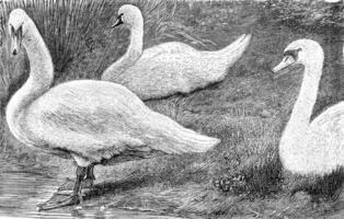 le cygne, ancien gravure. photo