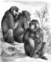 barbarie macaques, ancien gravure. photo