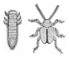 colaspis de luzerne, larve et adulte État, ancien gravure. photo