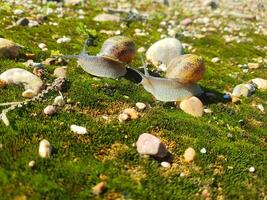 dans le œil de le spectateur, le élégance de une escargot photo