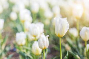 blanc tulipe dans printemps en dessous de Soleil rayon, magnifique et coloré tulipe sur Soleil lumière. photo