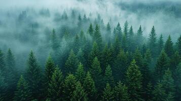 ai généré forêt dans le brouillard, Haut voir. Contexte. établi avec génératif ai photo