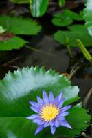 macro vue de violet Couleur l'eau lis avec Jaune Couleur dans le milieu. une magnifique scène de le Accueil jardin photo