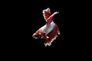 rouge lavande Rose queue betta poisson photo