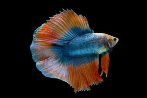 Orange double queue demi Lune betta poisson photo