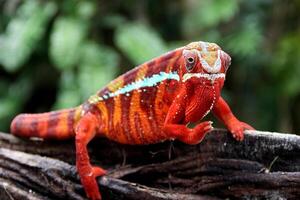 magnifique créature ambilobe panthère caméléon photo