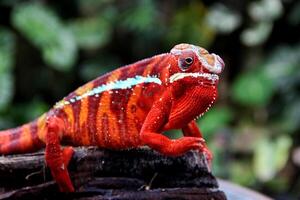 magnifique créature ambilobe panthère caméléon photo