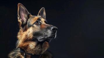 ai généré chien avec une chien collier professionnel la photographie photo