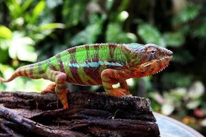 magnifique créature ambilobe panthère caméléon photo